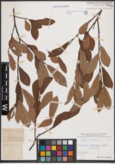 Foto von Salix cinerea L.